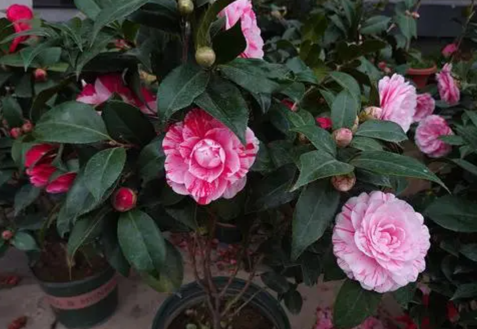 五色赤丹茔茶花多少一株