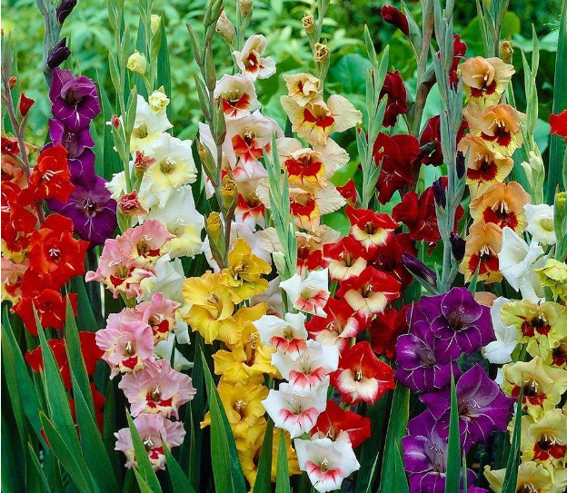 唐菖蒲一球可出几个花剑