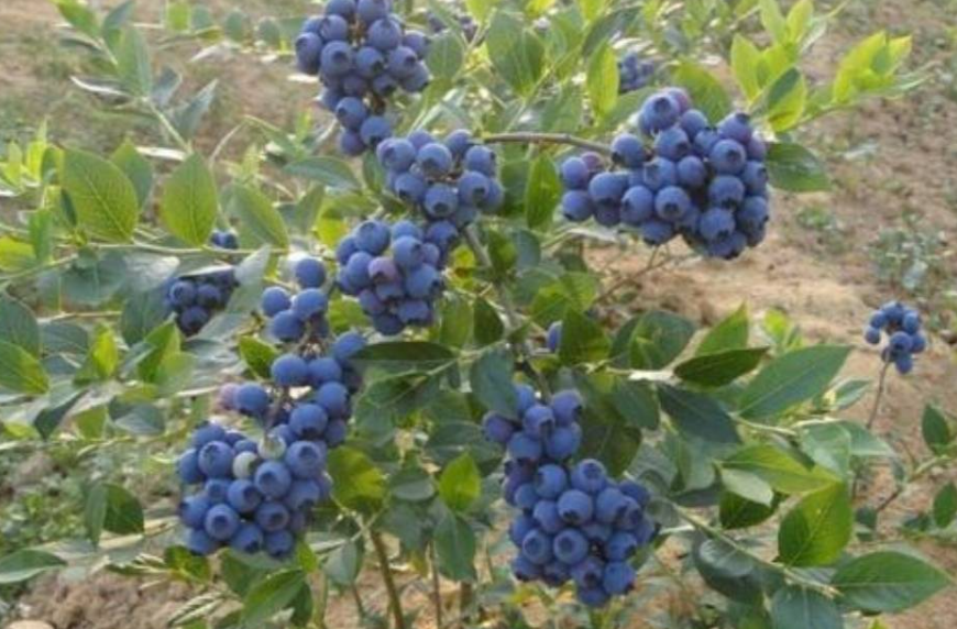 蓝莓树怎样种植和后期养护