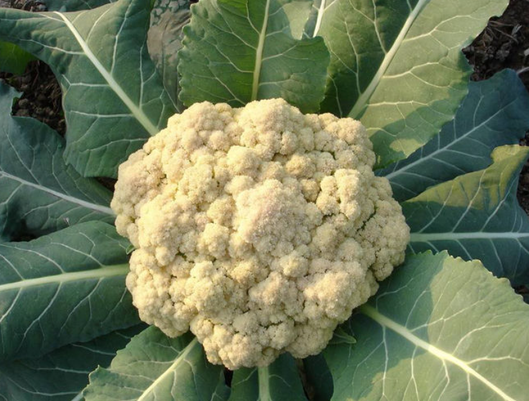 秋季菜花的栽培技术