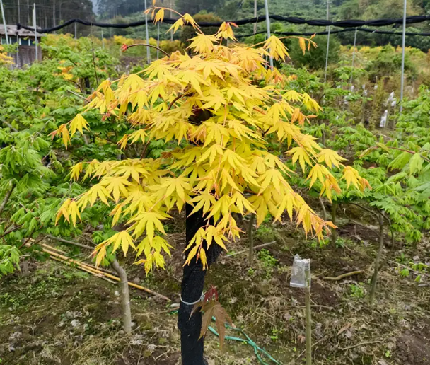 黄金流泉枫树室内能养吗