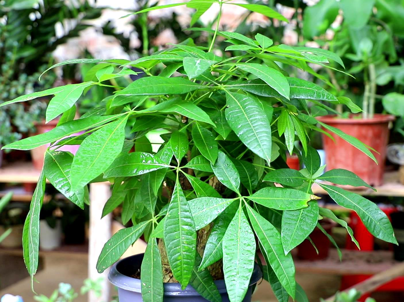 发财树生长在什么地区