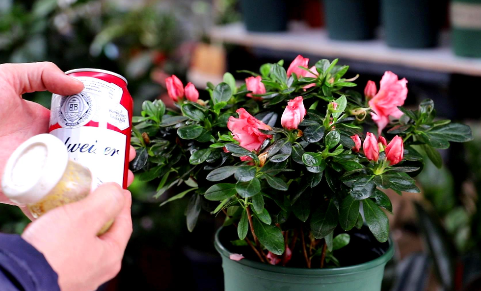 啤酒可以浇什么花和植物