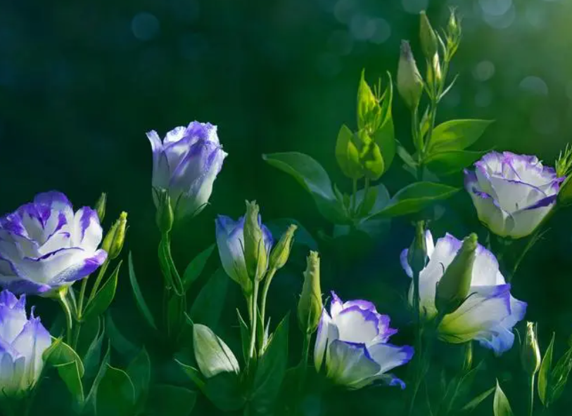 洋桔梗花什么时候种植最好