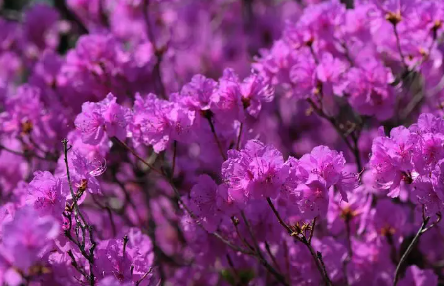 金达莱花的养殖方法和注意事项