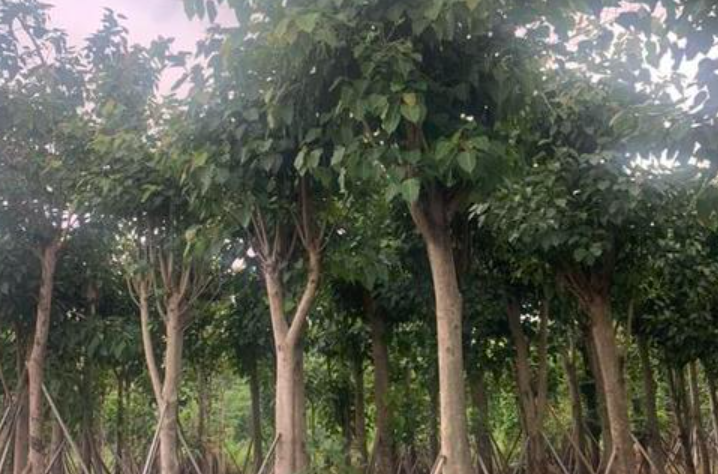 最旺财又镇宅的树