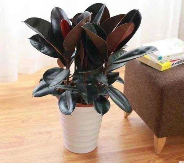 橡皮树用什么土最好