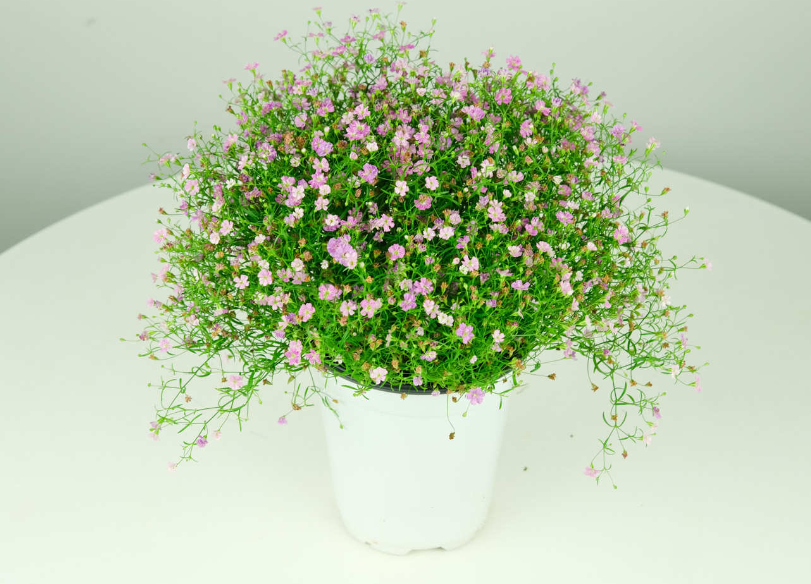 满天星花期过了就枯萎吗