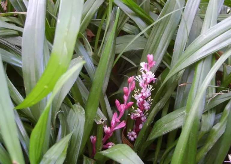 吉祥草开花家里有好运了吗