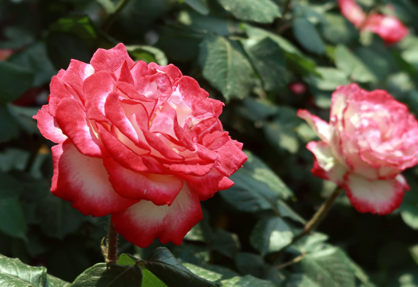 月季花修剪的小技巧