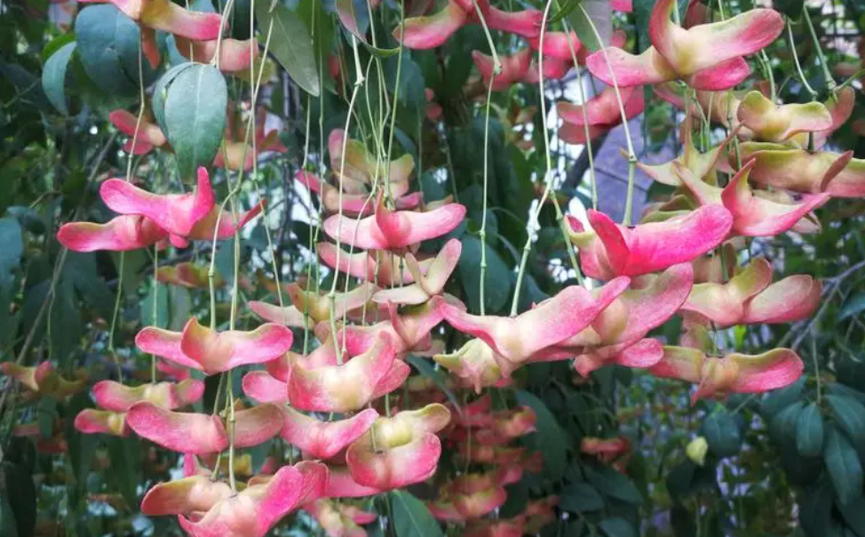 金丝吊蝴蝶树适宜哪些地区种植