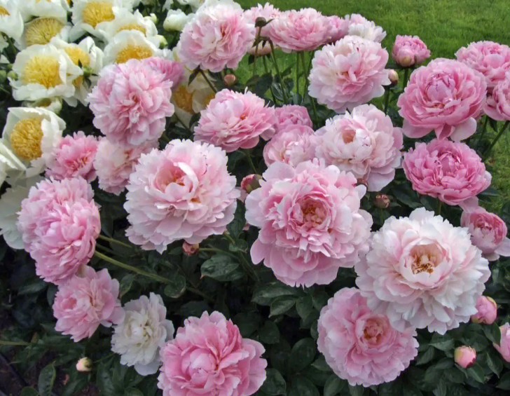 北方芍药花什么时候怎么分株