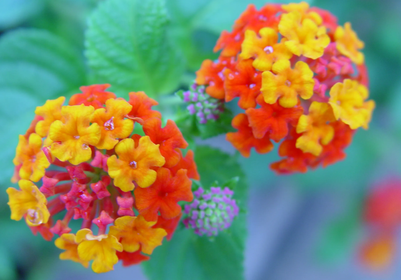 五色梅开花后的小球