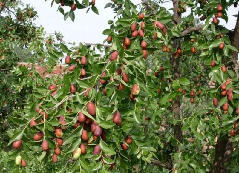 冬季移栽枣树能成活吗