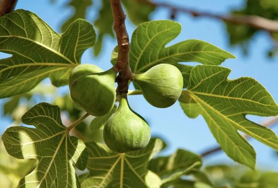 无花果树用什么盆栽好