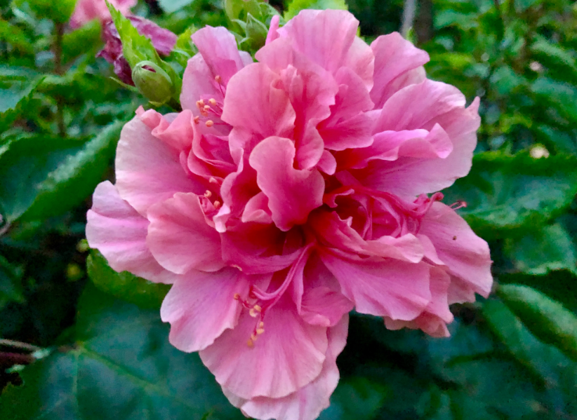 桑叶牡丹花期有多长