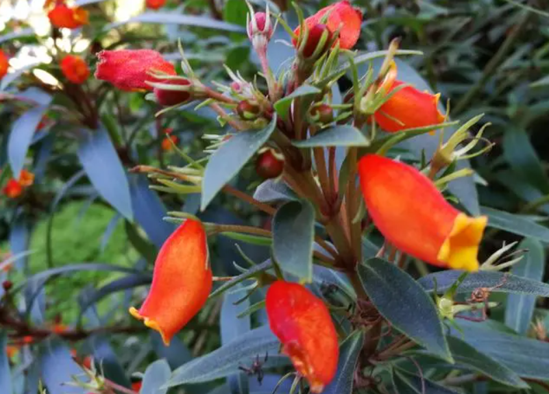 袋鼠花有毒吗适合在家里养吗