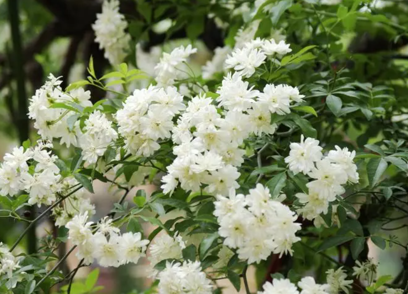 木香花是十里香吗