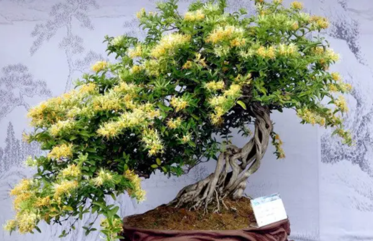 盆栽金银花的养护