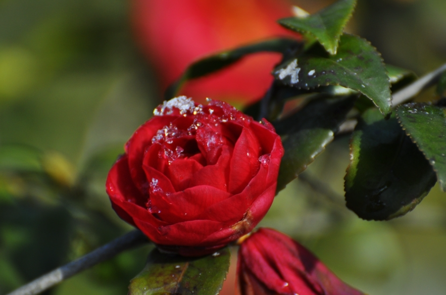 耐冬花的繁殖方法