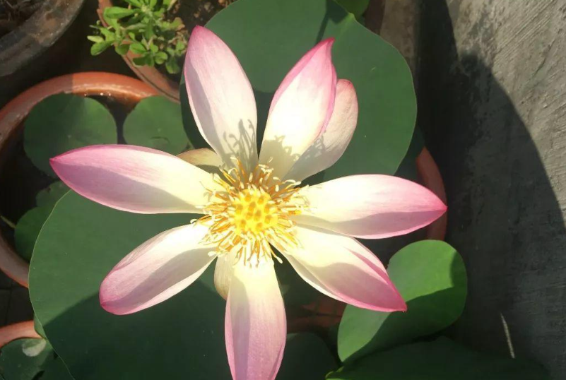 家里养莲花有忌讳吗