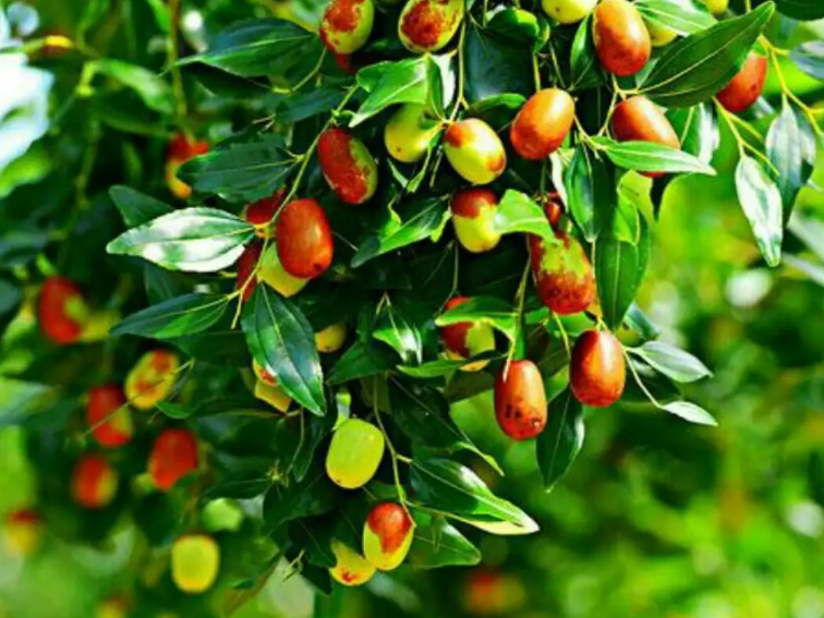 枣树能用种子种吗