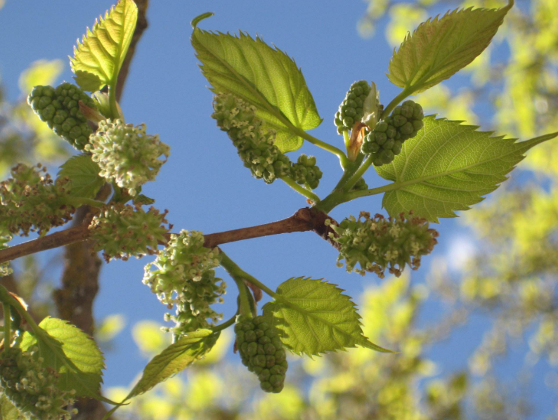 桑树的栽培种植技术
