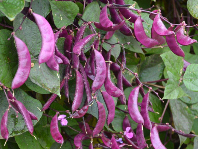 种的扁豆为什么只长藤不开花