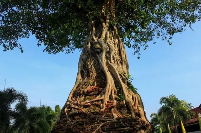 菩提树的养殖方法
