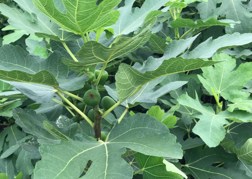 无花果树苗的栽培