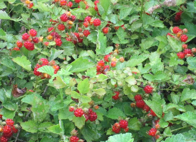 树莓的种植与管理树莓的修剪