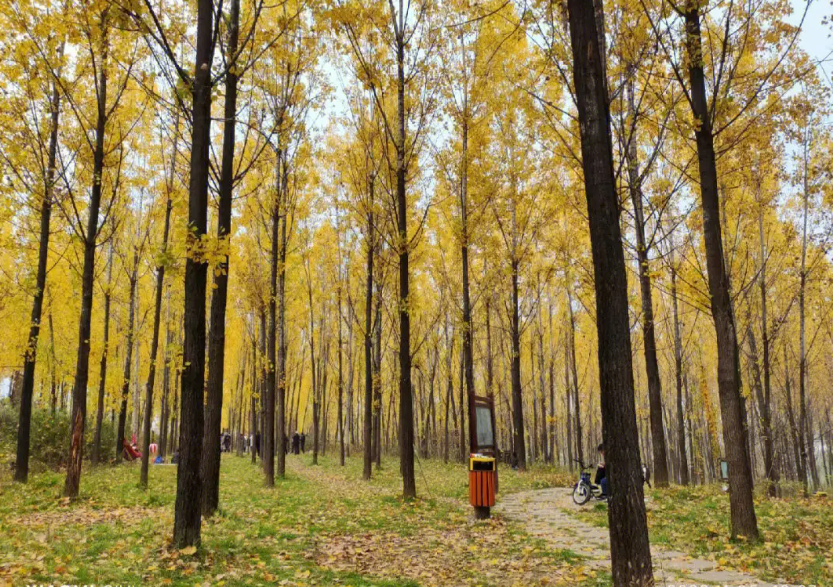 杨树的生活环境和特点