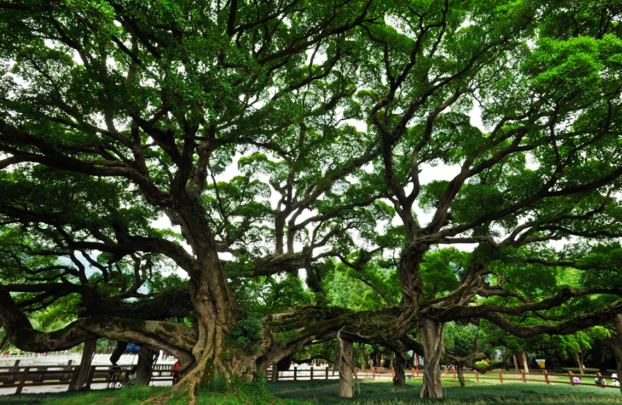 榕树怎么浇水需要勤浇水吗