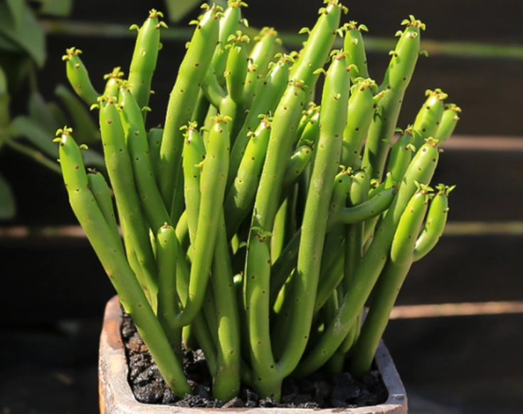 光棍树怎样养粗壮