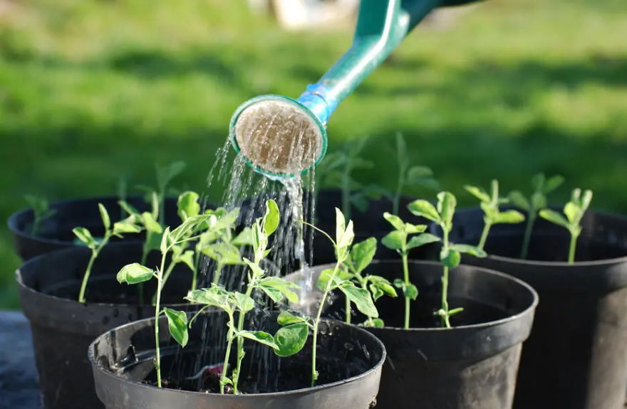 养花正确的浇水方法