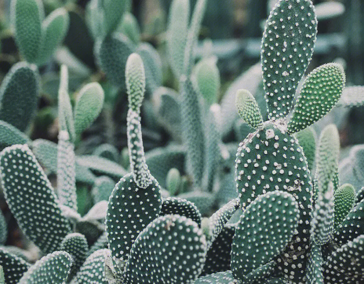 适合室内养殖的植物花卉