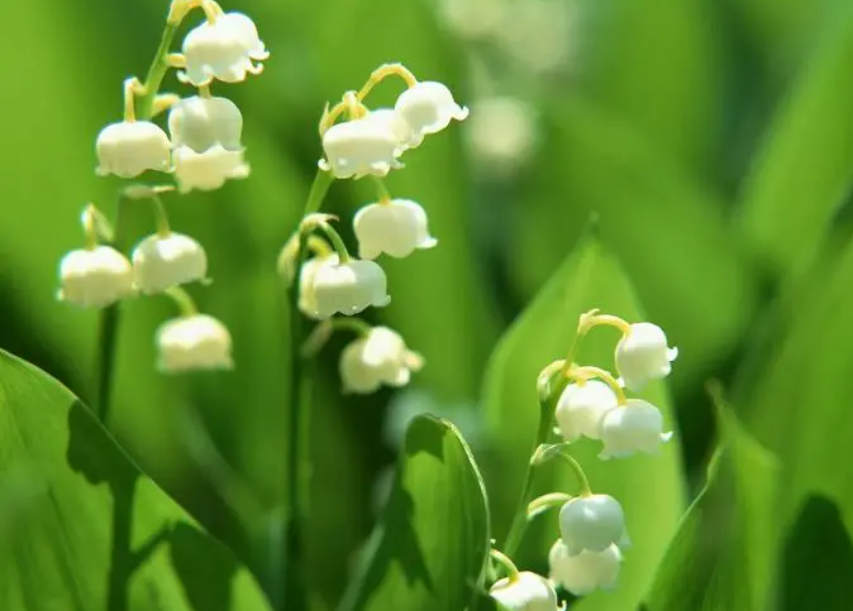 铃兰第二年还能开花吗