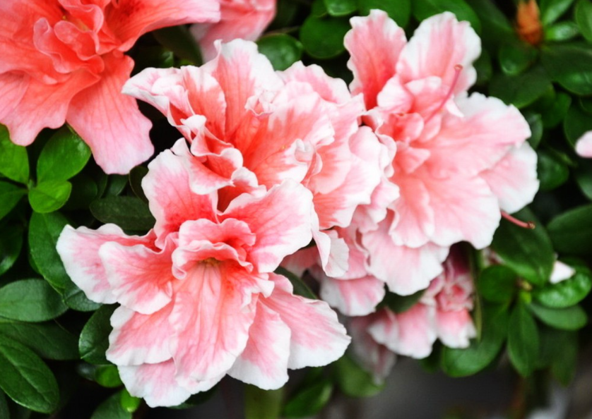 杜鹃花的修剪方法和注意事项