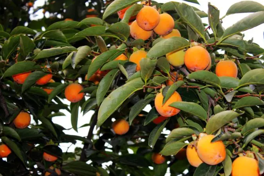 夏天移栽柿子树能否成活