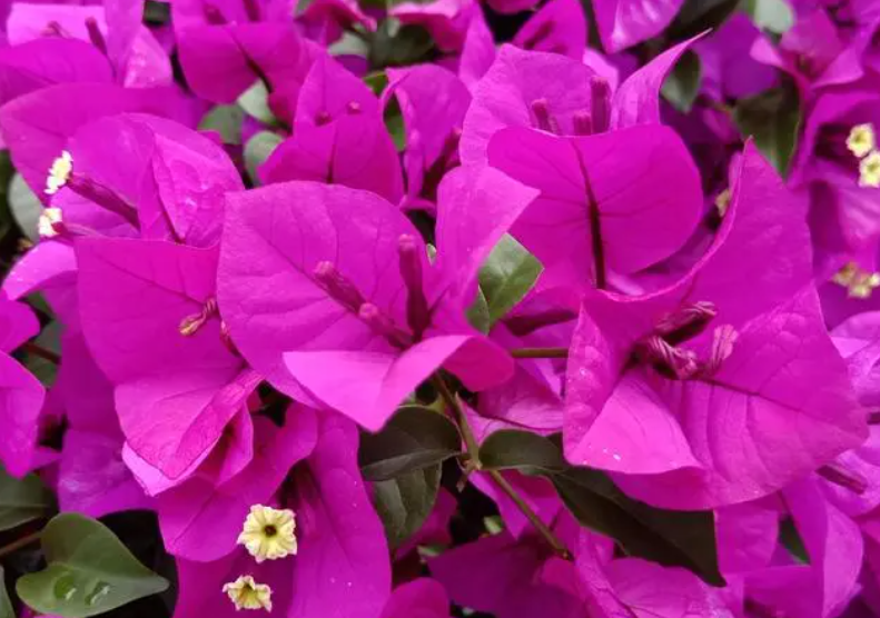 叶子花施什么肥料能长期开花