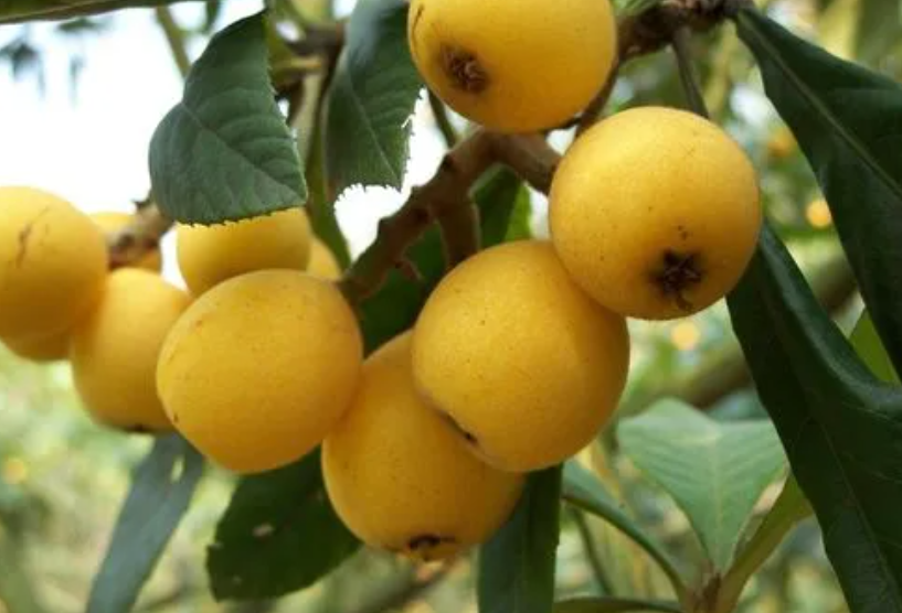 枇杷树种多久才结果