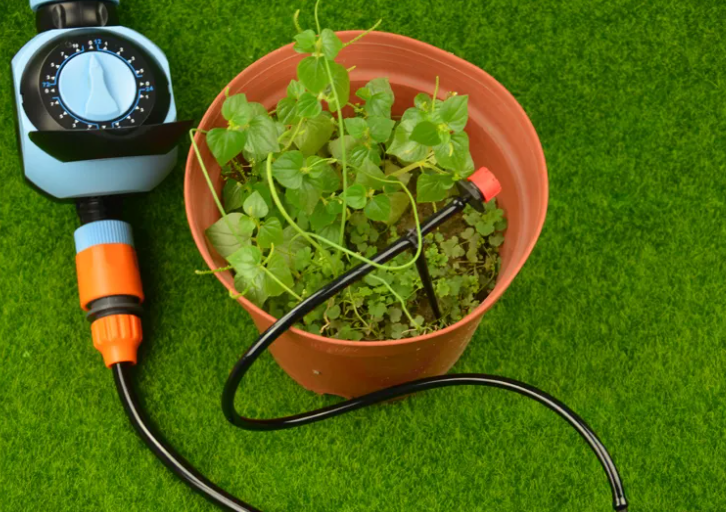 长期不在家花怎么浇