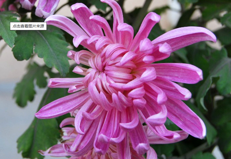 菊花用多大的花盆合适