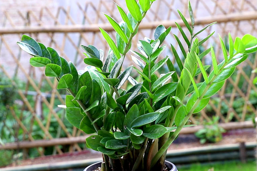 如何养金钱树才能枝繁叶茂