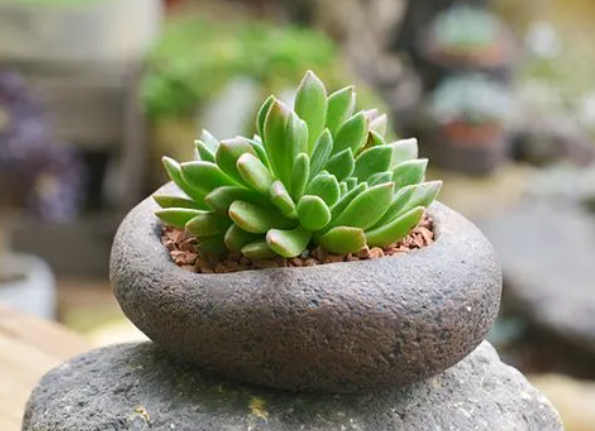 石头花盆适合种哪些植物