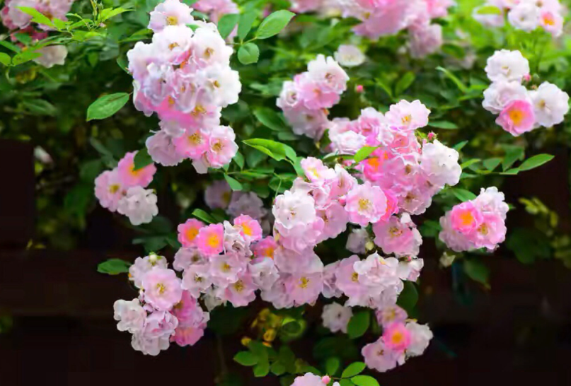 家里哪个方位栽蔷薇花好