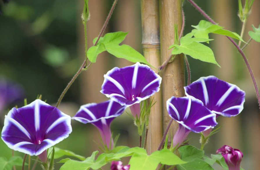 养牵牛花的时候要注意什么