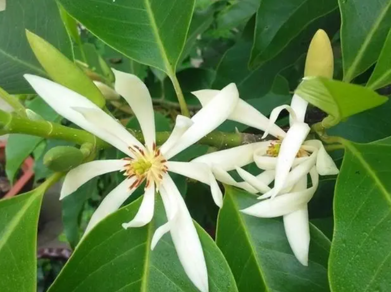 白兰花开花的注意事项