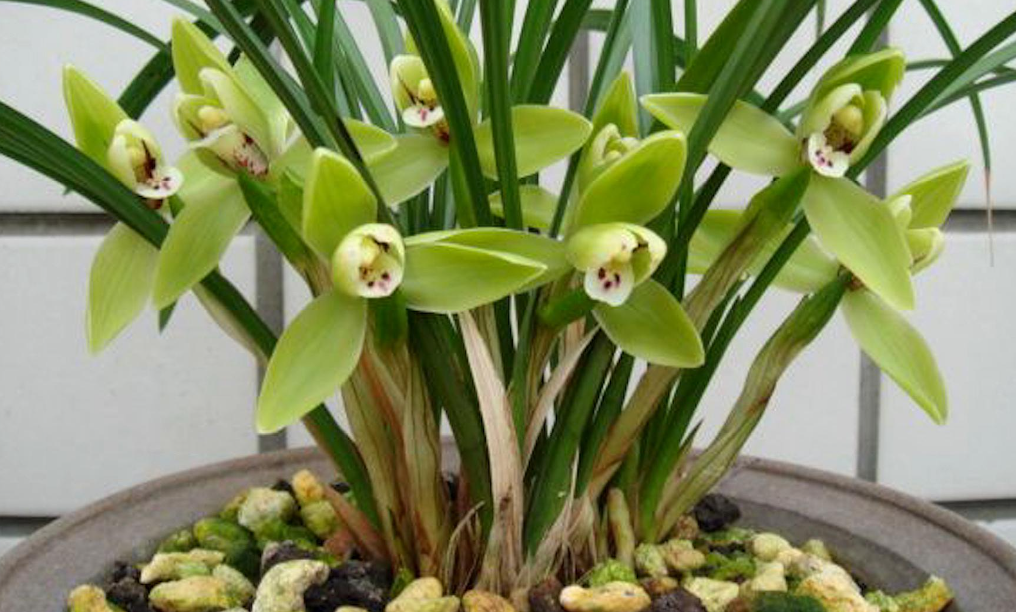 兰花对家里风水好吗