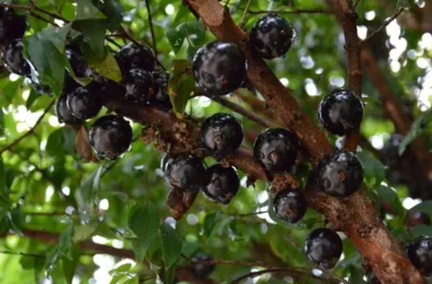 嘉宝果开花怎样浇水